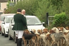 dogs
