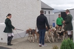 hounds